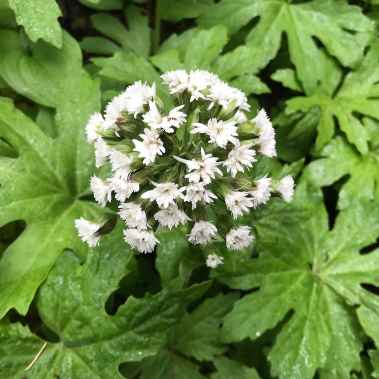 Shady Woodland Garden
