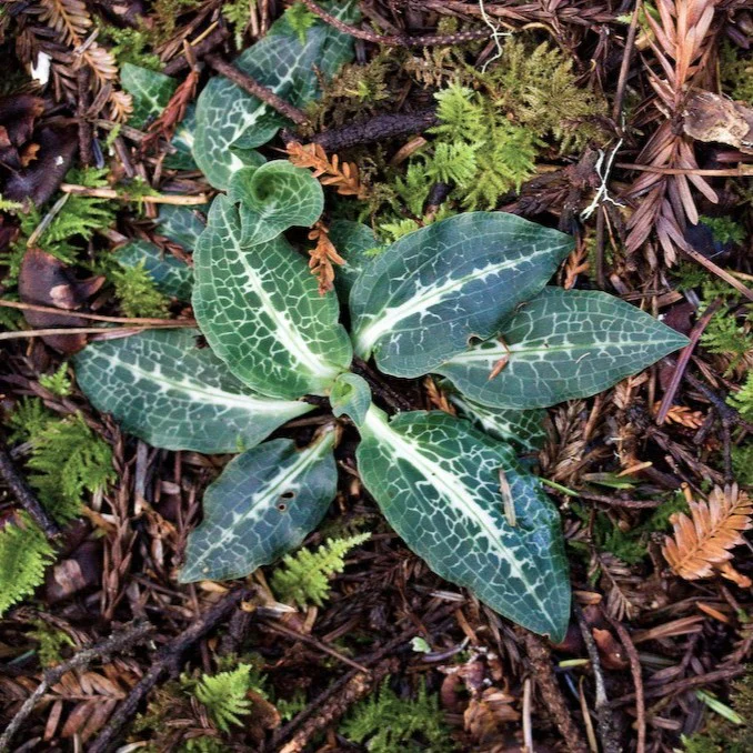 Groundcovers, Grasses and Wildflowers